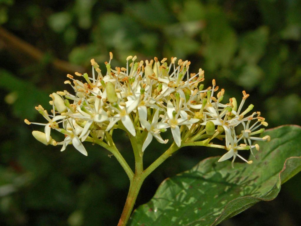 Cornus sanguinea / Corniolo sanguinello